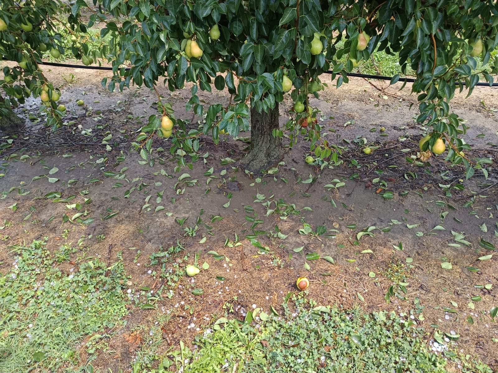 IMMAGINI DEI DANNI NELLE PROVINCIE DI MANTOVA E CREMONA