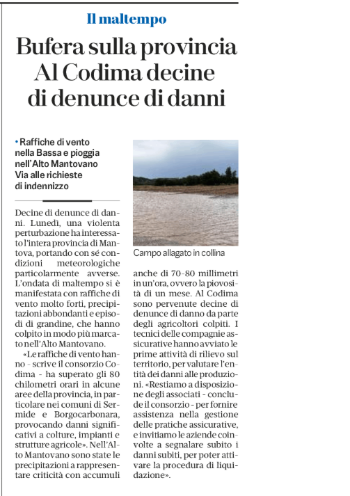 🌧️🌾 Grandine, vento e allagamenti: danni nel Mantovano