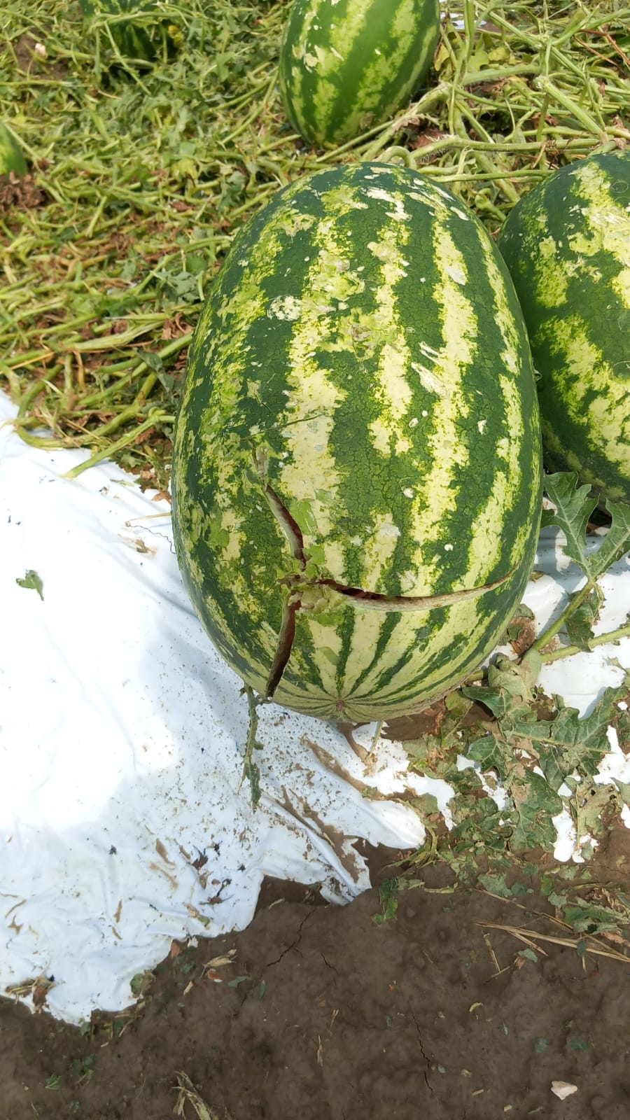 IMMAGINI DEI DANNI NELLE PROVINCIE DI MANTOVA E CREMONA
